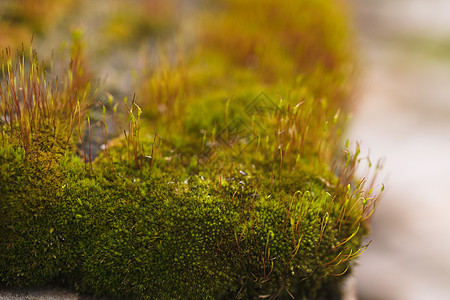 新鲜的绿色和黄色苔藓 背景模糊 特写 v场地岩石森林植物花园宏观植被土壤环境叶子图片