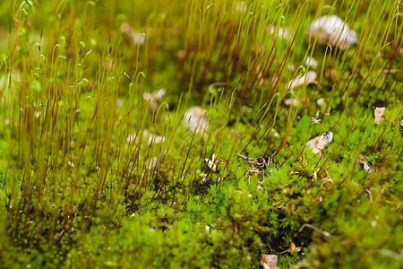 新鲜的绿色和黄色苔藓 背景模糊 特写 v生长植物群宏观叶子植被植物环境场地土壤花园图片