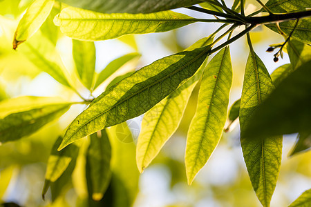 在花园的阳光下特写绿叶 自然黑色背景生态植物群墙纸绿色植物生长绿色树叶美丽季节图片