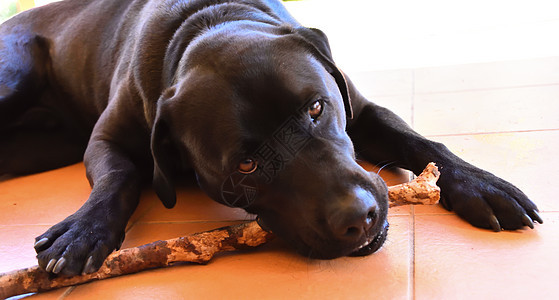 黑色拉布拉多x美国斗牛犬在外嚼棍子宠物犬类蓝色瓷砖斗牛犬农场橙子斗牛士小狗实验室图片