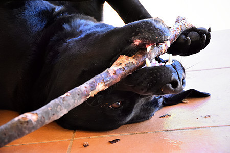 黑色拉布拉多x美国斗牛犬在外嚼棍子斗牛士实验室橙子牙齿斗牛犬农场蓝色哺乳动物宠物头发图片