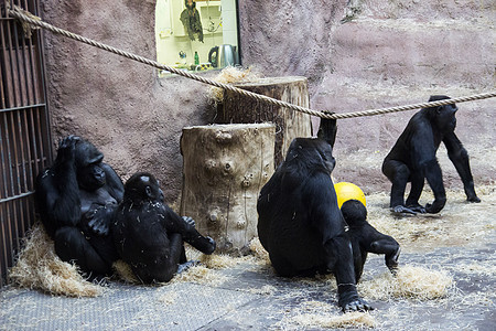 一个黑人大猩猩大家庭 和婴儿坐在动物园里放松灵长类森林边界银背女孩动物强光哺乳动物丛林野生动物图片