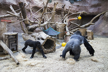 一只大型的黑猩猩和银猩猩 在动物园里跑来跑去玩去女孩力量濒危动物荒野边界哺乳动物银背婴儿强光图片