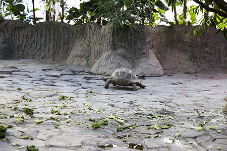 海龟在动物园里走来走去图片