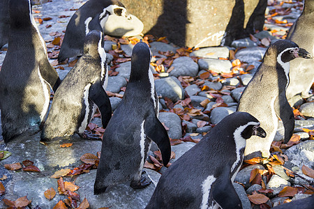 动物园里的企鹅们 在美丽的秋天婴儿游泳太阳殖民地国王海洋野生动物企鹅公园荒野图片