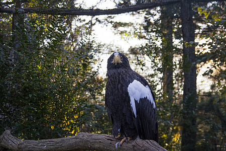 一只黑鹰的特写 他的翅膀上有白色的颜色 坐着 看着背景是一棵树的相机图片