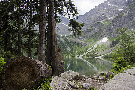 美丽的夏季高山湖景被绿树覆盖 前面有一棵秋天的树和石头 山在水中的倒影 水晶般清澈的水 欧洲 阿尔卑斯山图片