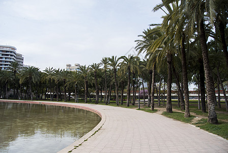 西班牙巴伦西亚 Turia 河旧河道上有棕榈树的城市公园 瓦伦西亚的 Parc Turia艺术旅行旅游天空公园博物馆娱乐建筑学植图片