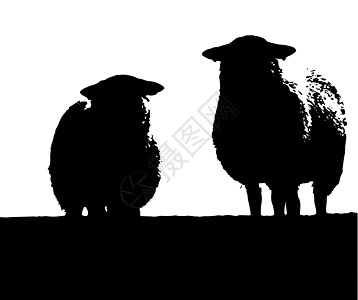 2个威尔士羊羔羊士语艺术品黑与白羊毛农场羊肉草图绘画动物背景图片