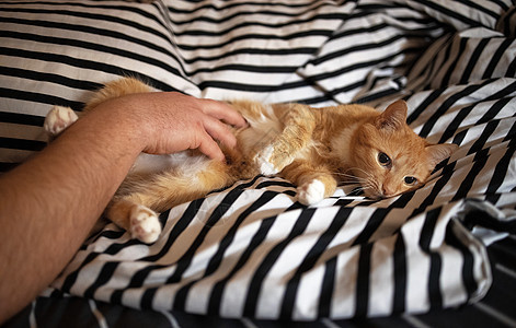 一只男性手摸着一只红头发的快乐猫 躺在一条带条纹黑白床的肚子上图片
