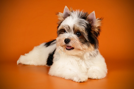 关于有色背景的泰瑞尔黑色白色小狗毛皮红色微笑猎犬工作室犬类头发图片