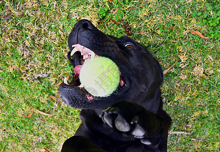 一个黑人拉布拉多人躺在背上 玩网球犬类小狗爪子宠物黑色斗牛犬哺乳动物白色衣领咀嚼图片