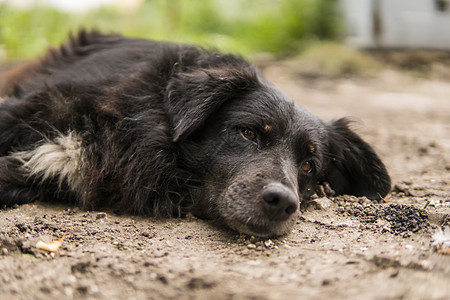 无家可归的黑狗躺在绿草上 看着镜头头发宠物眼睛荒野小狗寂寞朋友耳朵毛皮哺乳动物图片