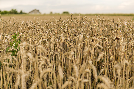 在多云的天空下 田野上的金色麦穗 农业 小麦的种植 成熟的耳朵小麦 农业 天然产物面粉植物收成阳光晴天场地天空季节生长稻草图片