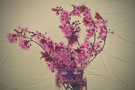 花瓶里的樱花 美丽的粉红色花朵 或日本樱桃也称为山樱桃 东方樱桃或东亚樱桃 三月第一朵花 白色带纹理的背景 极简主义或还原主义的图片