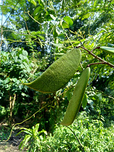 与自然背景 这种在印度尼西亚的植物被用作饮料和草药翅膀幼苗豆类橙子昆虫药品叶子心脏宏观药物图片
