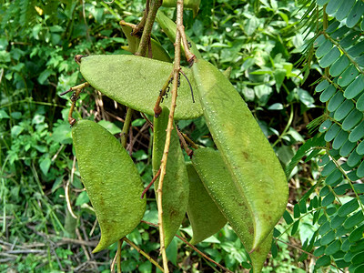与自然背景 这种在印度尼西亚的植物被用作饮料和草药心脏昆虫草本植物豆类宏观药品叶子幼苗健康翅膀图片