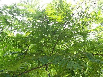 与自然背景 这种在印度尼西亚的植物被用作饮料和草药草本植物翅膀昆虫宏观心脏橙子药品幼苗药物健康图片
