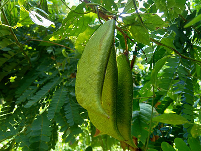 与自然背景 这种在印度尼西亚的植物被用作饮料和草药宏观幼苗健康药物翅膀豆类药品叶子荒野草本植物图片