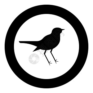 夜莺 Luscinia 鸟剪影图标在圆圈黑色矢量插图平面样式 imag图片
