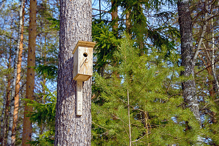 在阳光明媚的一天 一只自制的鸟屋挂在一棵树上鸟巢环境天空树干生活栖息地野生动物盒子桦木荒野图片