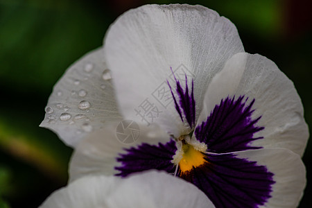 在花园的春假生长三色植物学季节女士中提琴花瓣团体紫色植物图片