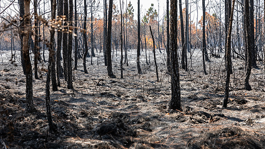 热带森林中野火燃烧的树木荒野环境干旱植物野生动物森林衬套公园土地全球图片