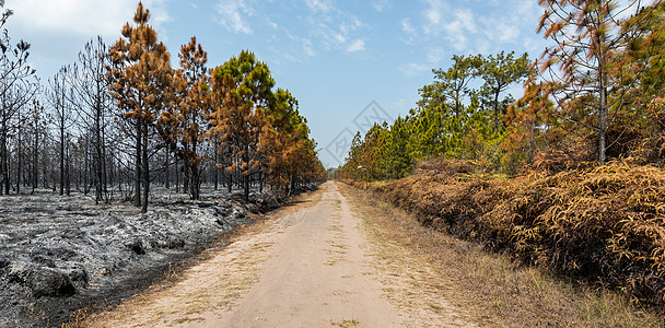 热带森林中野火燃烧的树木森林干旱衬套全球树干土地人行道丛林环境木头图片