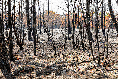 热带森林中野火燃烧的树木环境荒野土地木头丛林公园衬套季节干旱林地图片