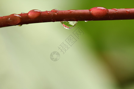 自然界中叶子上的水滴雨滴花园环境宏观生活植物场地太阳背景季节图片