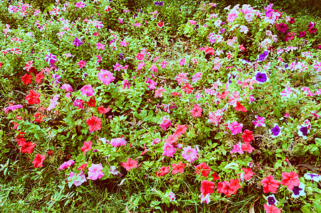 花园里的三色堇花 野生中提琴杂交开花植物 红白紫杂色的叶子在农村环境中被发现 植物园西孟加拉邦印度南亚太平洋地区蓝色季节太阳花坛图片