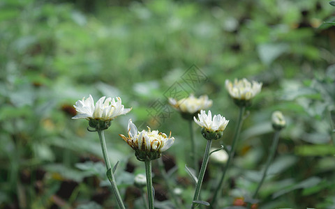 特写美丽的小可爱花的黄色花粉和白色花瓣的普通雏菊 草坪雏菊 Woundwort Bruisewort 或英国雏菊杂色叶斑在农村环图片