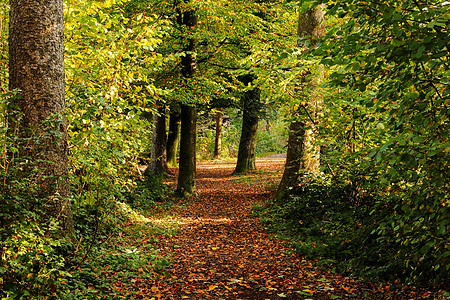 秋天设置在有阳光的前方树梢公园日出全景情绪落叶森林薄雾叶子晴天图片