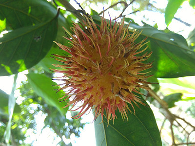 红毛丹 与自然背景 红毛丹是来自印度尼西亚的异域水果 多汁甜美叶子市场霞石皮肤食物植物季节异国甜点热带图片