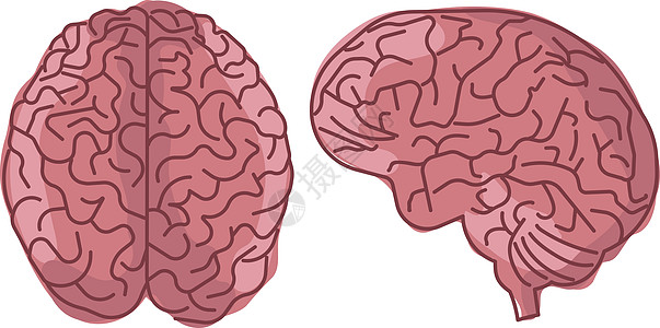 用于医学的人脑 大脑标志 silhouett图片