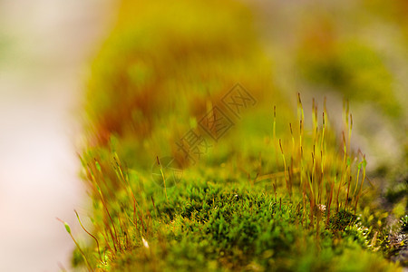 新鲜的绿色和黄色苔藓 背景模糊 特写 v花园环境森林叶子宏观植被场地植物土壤植物群图片