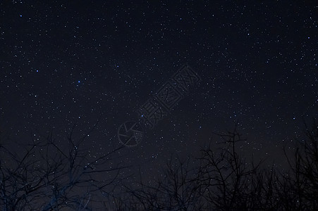 长长的暴露夜照照片 许多恒星在前额树上宇宙天文气氛发光自然蓝色星座星星摄影树木图片