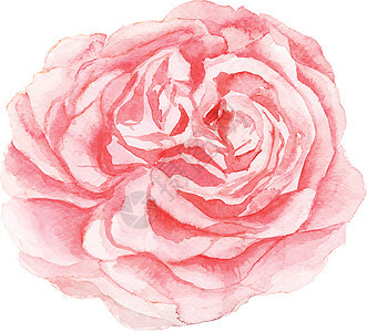 白色背景上的水彩粉红色花朵画粉色艺术品牡丹绘画艺术树叶花园植物玫瑰插图图片