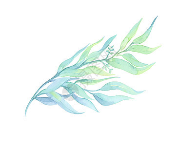 白色背景上的水彩画绿色植物装饰风格绘画卡片花朵绿色插图艺术品树叶花园艺术图片