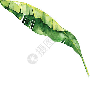 孤立的水彩绿色植物叶 deocratio卡片白色花园植物风格树叶装饰插图绘画艺术图片