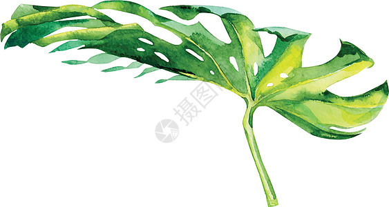 孤立的水彩绿色植物叶 deocratio植物白色装饰绿色绘画插图卡片风格艺术树叶图片