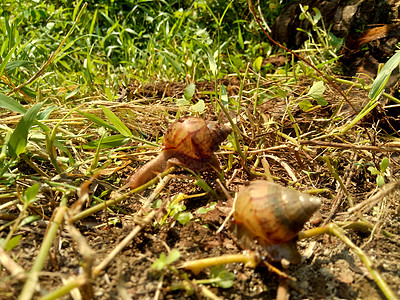 具有自然背景的Snails非洲巨型蜗牛边缘塔田螺土地粘液动物生活荒野森林软体大蜗牛速度图片