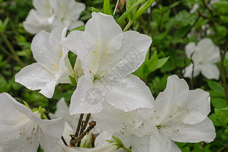 花园中美丽的白沙莉亚花卉叶子花束植物白色植物群花瓣绿色图片