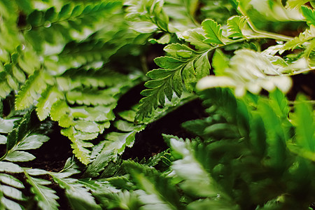 植物背景 自然和植物背景的花园中的热带植物树叶温室植物群地球情调植物学能源奢华环境异国土地图片