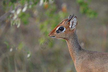 Dik Dik在荒野中旅行野生动物公园栖息地动物羚羊食草大草原动物群群居图片