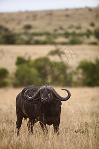 野外水牛角动物牛角荒野哺乳动物水牛奶牛草原食草野生动物大草原图片