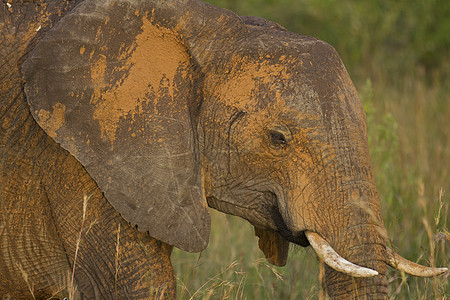 野外的大象国家灰尘野生动物正方形水坑家庭大草原哺乳动物动物公园图片