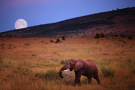 野外的大象濒危哺乳动物国家衬套游戏树干水坑动物团体公园图片
