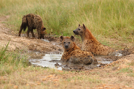 野外的土狼动物群草原动物园哺乳动物荒野大草原野生动物鬣狗动物红花图片