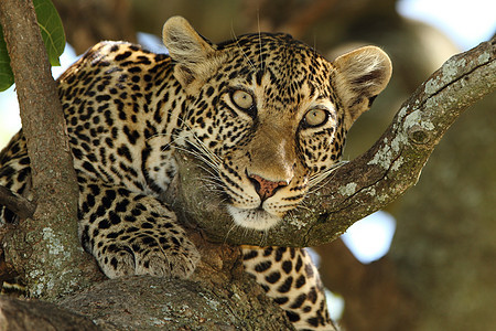 非洲野外的豹子组织哺乳动物动物群斑点尾巴捕食者眼睛睡眠猫科动物野猫野生动物图片